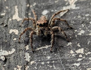 spider on a wooden background