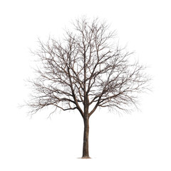 Bare black tree silhouette isolated on a white background, perfect for winter or autumn nature landscape illustrations