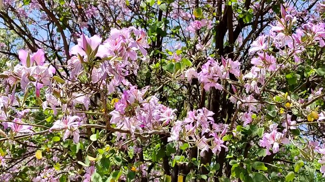 Jacaranda trees in pink bloom with flowers in the city,Jacarand&aacute;s en flor de color rosa con flores en la ciudad(5)