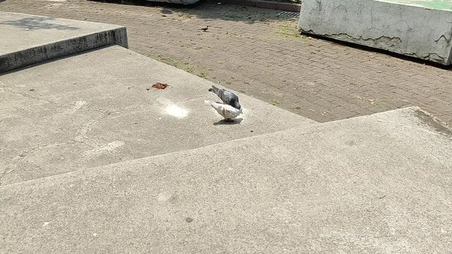 Two cute carrier pigeons of different colors enjoy their food peacefully.Dos lindas palomas mensajeras&nbsp; de&nbsp; colores distintos disfrutan la&nbsp; comida tranquilamente,(6).