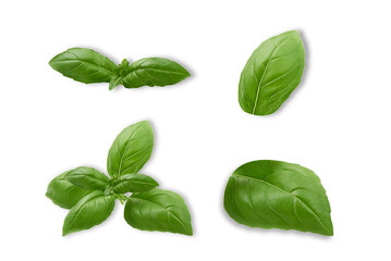 fresh basil leaves isolated on transparent background.