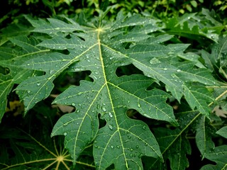 Green leaves with dew or rain droplets on top after rainfall, showing fresh natural texture and...