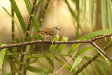 The Sulawesi babbler (Pellorneum celebense) is a species of bird in the family Pellorneidae. It is endemic to Indonesia.