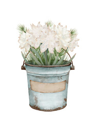 White delicate daffodils in vintage metal bucket, isolated watercolor illustration