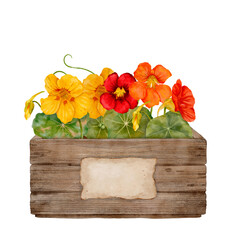 Colorful Nasturtium Flowers Within a Charming Wooden Planter Box