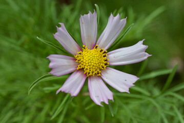 Fototapeta premium closeup of cosmos flower in a garden