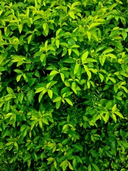 Green leaves with dew or rain droplets on top after rainfall, showing fresh natural texture and...