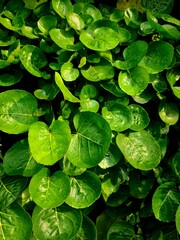 Green leaves with dew or rain droplets on top after rainfall, showing fresh natural texture and...