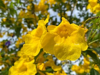 beautiful yellow Tecoma stans flowers in the garden