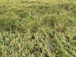 close - up of paddy rice in the field