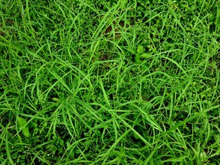 Grass with morning dew on top, capturing fresh and natural texture perfect for eco, gardening, and nature-focused visuals in close-up perspective.
