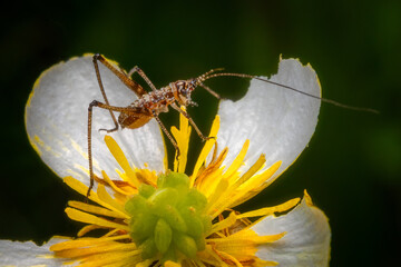 Macrophotography of a Katydid Nymph (Phaneroptera) on a white flower.