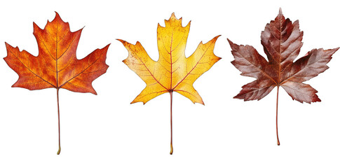 Three Autumn Maple Leaves One Orange One Yellow And One Brown Isolated On A Transparent Background