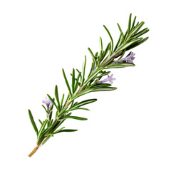 Fototapeta premium sprig of rosemary with flower on white background .generative ai