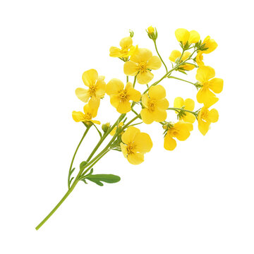 Sprig of fresh rapeseed isolated on white background as transparent
