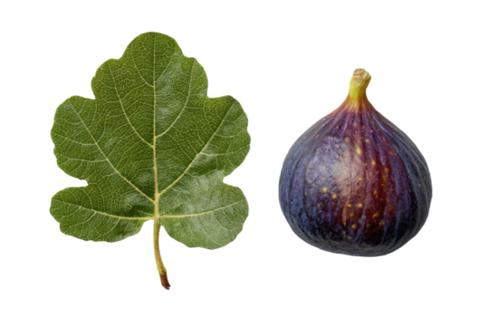 3D Render a fig and a leaf on a white background