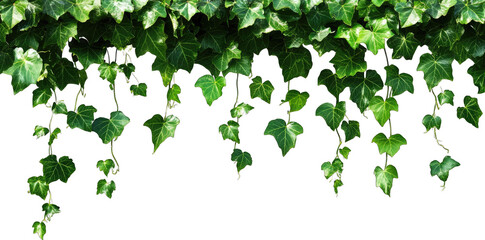Lush Green Ivy Vines Hanging Down Isolated On Transparent Background