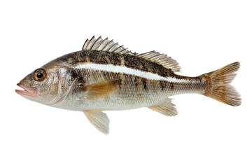 Fototapeta premium 3D Render a fish with a white stripe on it's body