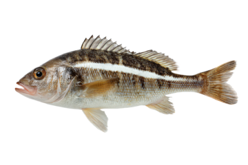 3D Render a fish with a white stripe on it's body