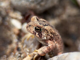 frog on the ground
