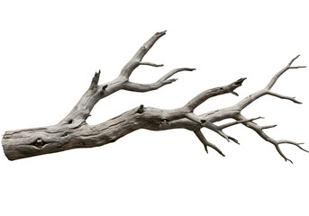 Fototapeta premium Dried Spooky Dead Tree Branch – Halloween and Haunted Nature Element, Isolated on White or Transparent Background