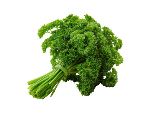 Curly green parsley bunch tied with string herb fresh, Isolated, Transparent Png