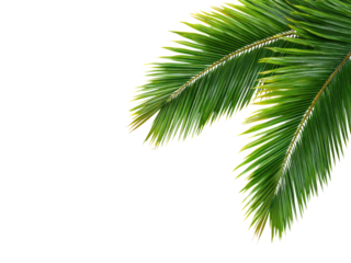 Vibrant green palm fronds against a stark black backdrop leaves tropical, Isolated, Transparent Png