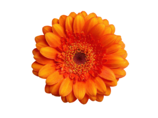 Vibrant orange gerbera daisy bloom against stark black background flower, Isolated, Transparent Png