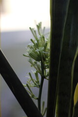 Close-up of delicate white flowers blooming on a snake plant. Soft lighting, natural setting.