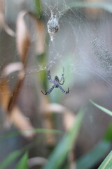 A small spider sits in the center of its intricate web, glistening with dew. Soft focus background of green foliage. Perfect for nature, wildlife, or macro photography projects.