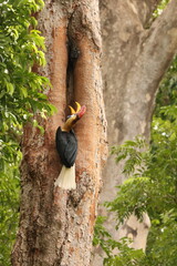 The knobbed hornbill (Rhyticeros cassidix), also known as Sulawesi wrinkled hornbill, is a colourful hornbill native to Indonesia. 