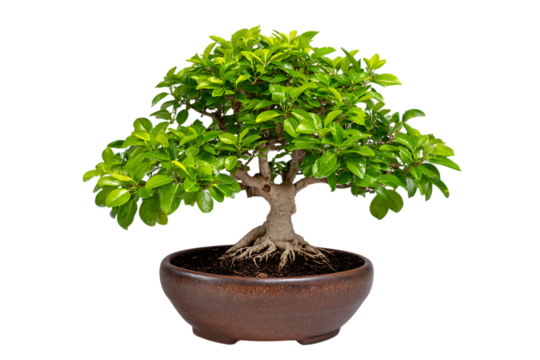 A healthy green bonsai tree with exposed roots in a rustic brown pot isolated on transparent background
