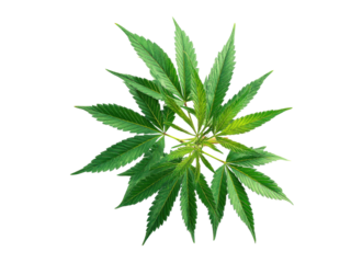 Green cannabis leaves arranged in a circular pattern marijuana plant, Isolated, Transparent Png