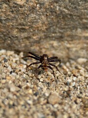 Crab spider in the sand