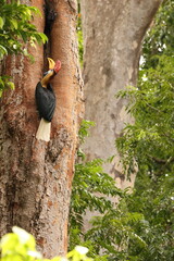 The knobbed hornbill (Rhyticeros cassidix), also known as Sulawesi wrinkled hornbill, is a colourful hornbill native to Indonesia.  © feathercollector