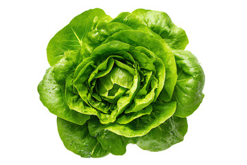 Fototapeta premium 3D Render a green leafy vegetable on a white background