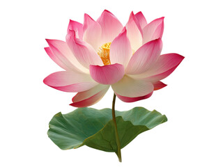 Delicate pink lotus flower with green leaf on black background white yellow, Isolated, Transparent Png