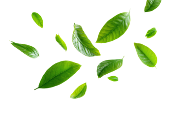 3D Render a group of green leaves flying in the air