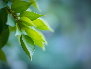 Serenity in Green: Close-Up Leaf Texture with Bokeh