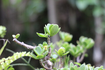 Close-up of a small succulent plant's new growth. Plump, jade-green leaves sprout from a woody stem. Soft-focus background of greenery.