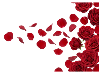A cascade of red rose petals and blooming roses flowing across a transparent background isolated on transparent background