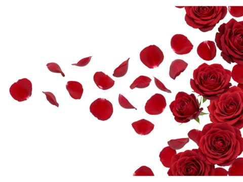 A cascade of red rose petals and blooming roses flowing across a transparent background isolated on transparent background