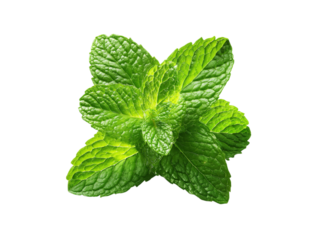 Vibrant green mint leaves with textured surfaces herb fresh, Isolated, Transparent Png