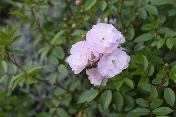 Polish rose flowers Memories of Summer C'est la Vie