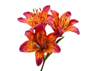 Vibrant spotted lilies with water droplets flowers orange, Isolated, Transparent Png © PNG Boss