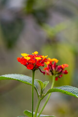 Red and yellow flower