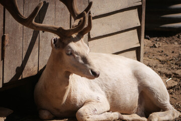 White deer resting near wooden structure in sunlight