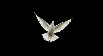 Fototapeta premium White Dove Flying with Wings Spread in Transparent Background for Peace and Freedom Themes