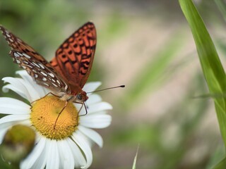 butterfly on a flower