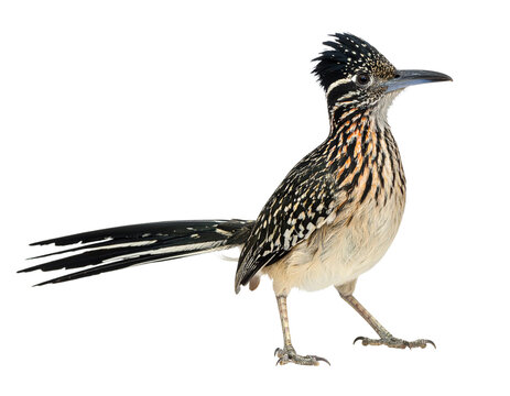 "Isolated Roadrunner Bird Image on Transparent Background – Perfect for Wildlife and Nature Stock Photography Featuring Desert Animal with Distinct Feather Details"